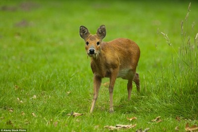 獐子养殖基地獐宝安徽利辛